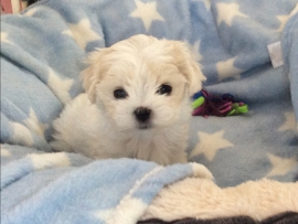 Monalisa bleibt bei uns