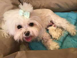 Der O - Wurf ist da!