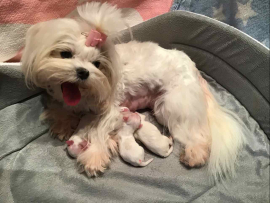 Der Q - Wurf ist da!