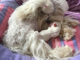 Der C - Wurf ist da!