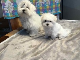 Escade 3 und Django 5 Monate 