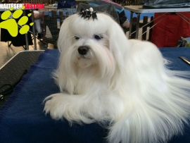 Int. Dog Show in Nitra / Slowakei 2014