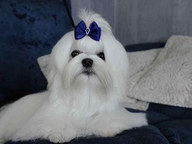 Yuppie 7. Monate alt