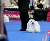Eurodogshow_25.jpg