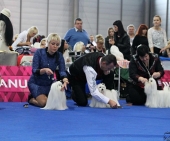 Eurodogshow_27.jpg