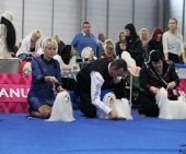 Eurodogshow_28.jpg