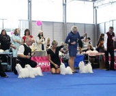 Eurodogshow_29.jpg